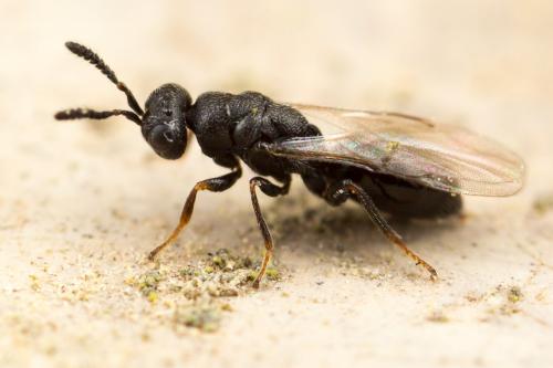 Réf. 263 734 : Eurytominae inconnu